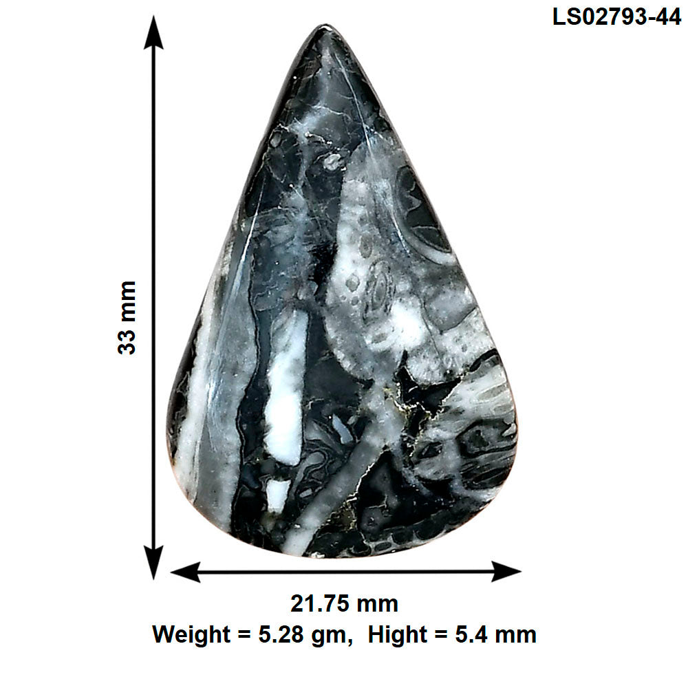 Orthoceras 33x21.75x5.4 mm Pear Gemstone LS02793-44