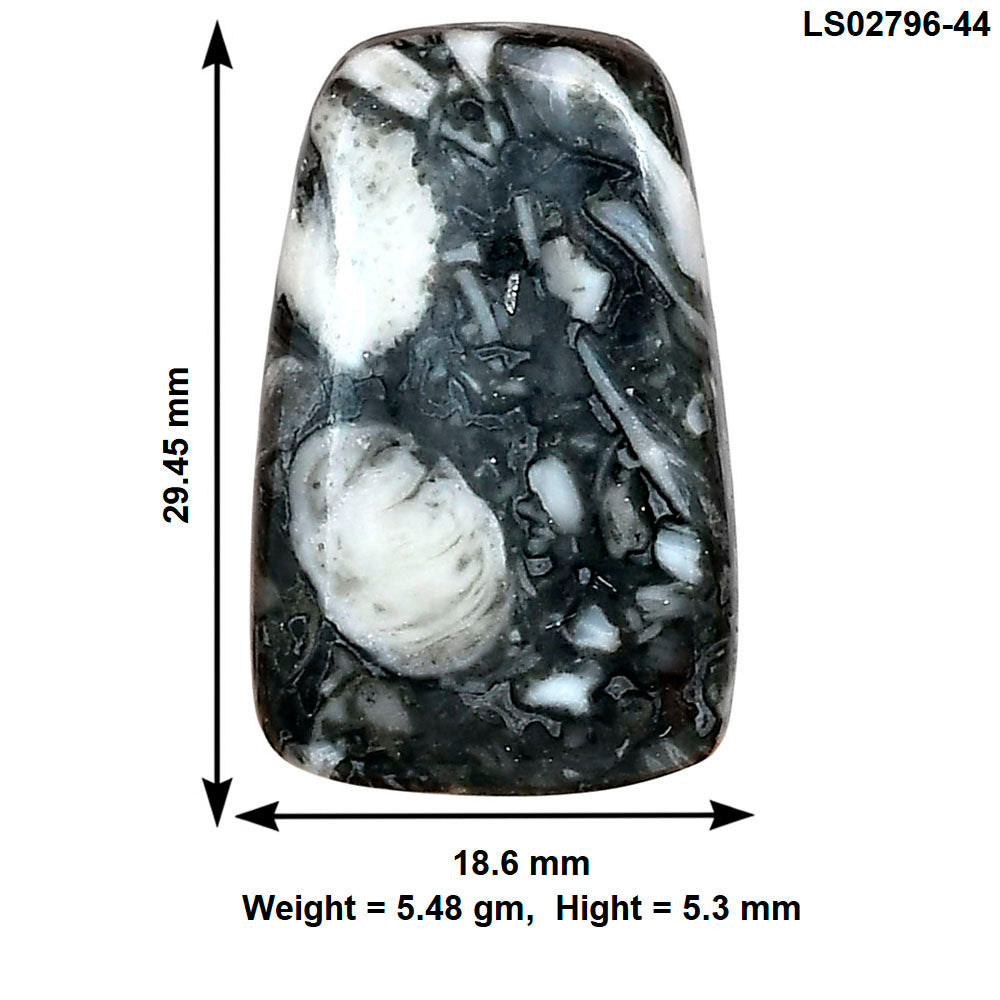 Orthoceras 29.45x18.6x5.3 mm Fancy Gemstone LS02796-44
