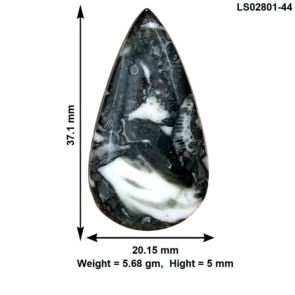 Orthoceras 37.1x20.15x5 mm Pear Gemstone LS02801-44
