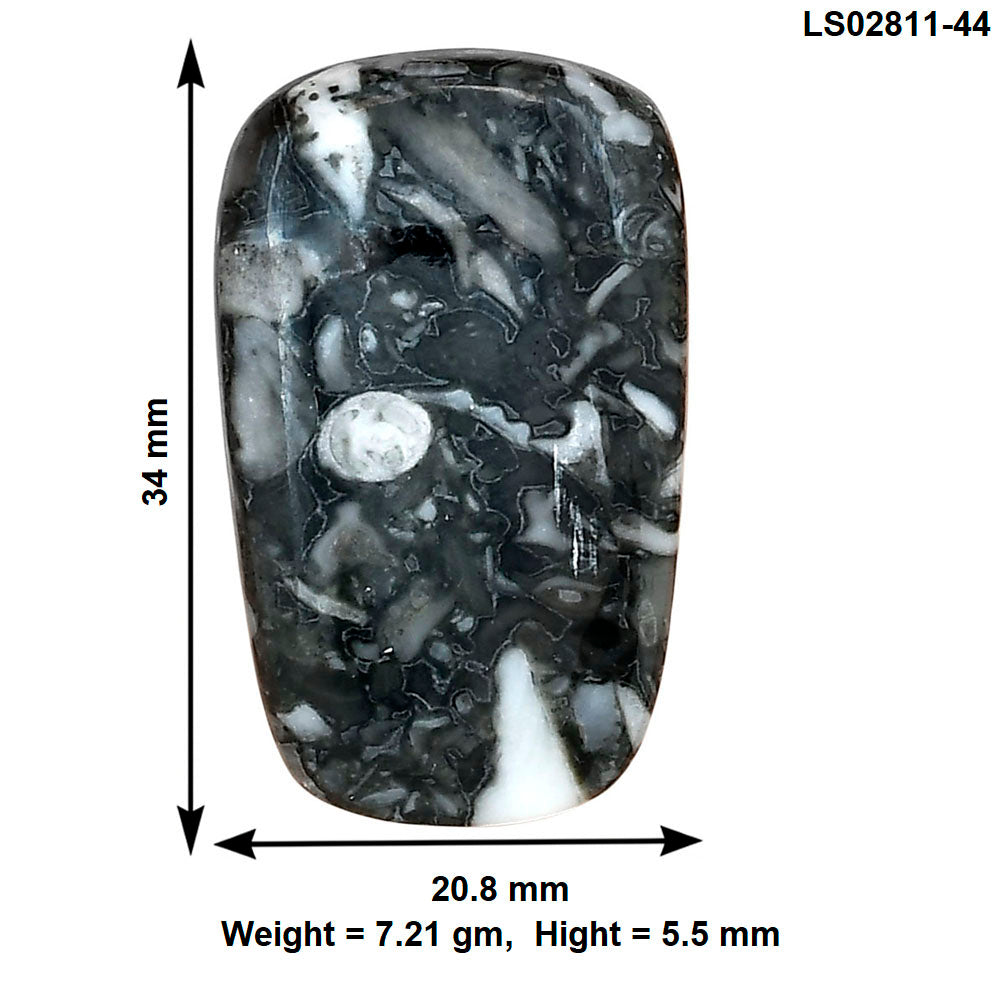 Orthoceras 34x20.8x5.5 mm Fancy Gemstone LS02811-44