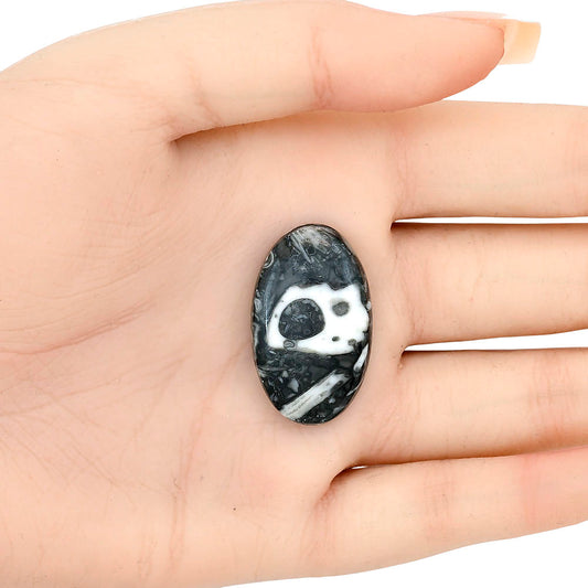 Orthoceras 30.7x18.65x6 mm Oval Gemstone LS02814-44