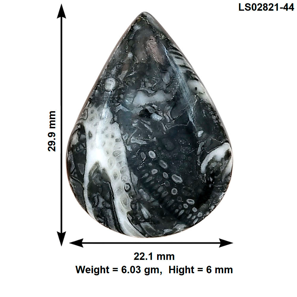 Orthoceras 29.9x22.1x6 mm Pear Gemstone LS02821-44