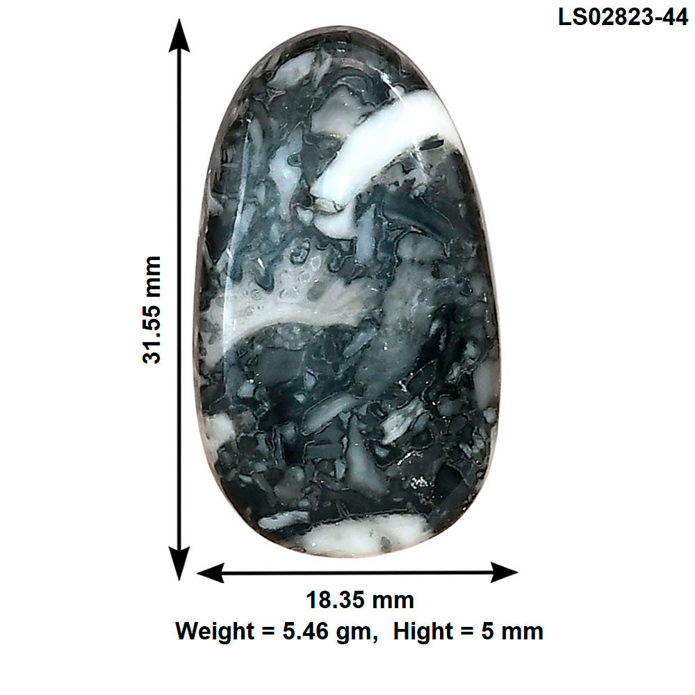 Orthoceras 31.55x18.35x5 mm Fancy Gemstone LS02823-44