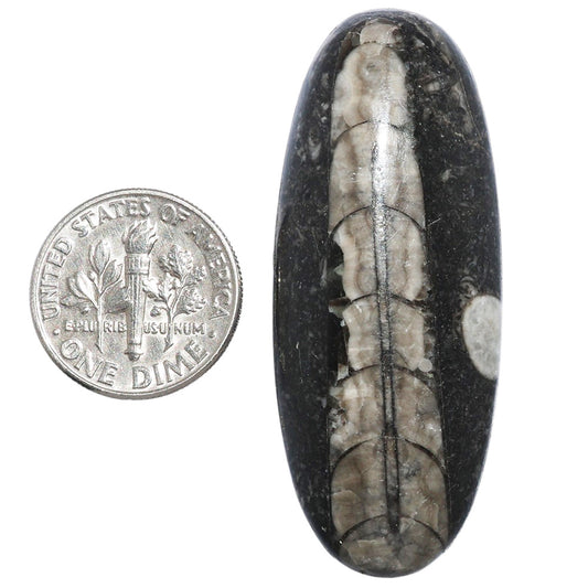 Fossil Orthoceras 19.5x47.85x7 mm Oval Shape Polished Gemstone LS138-07195