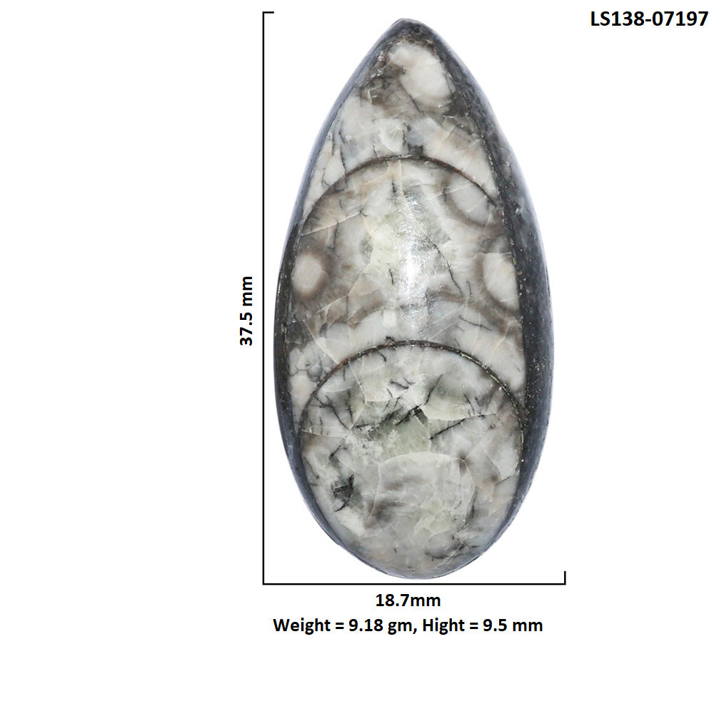 Fossil Orthoceras 18.7x37.5x9.5 mm Pear Shape Polished Gemstone LS138-07197