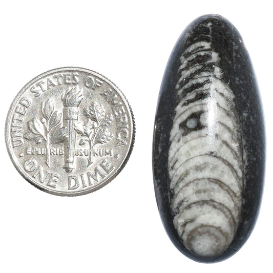 Fossil Orthoceras 15.5x34.1x8 mm Oval Shape Polished Gemstone LS138-07198