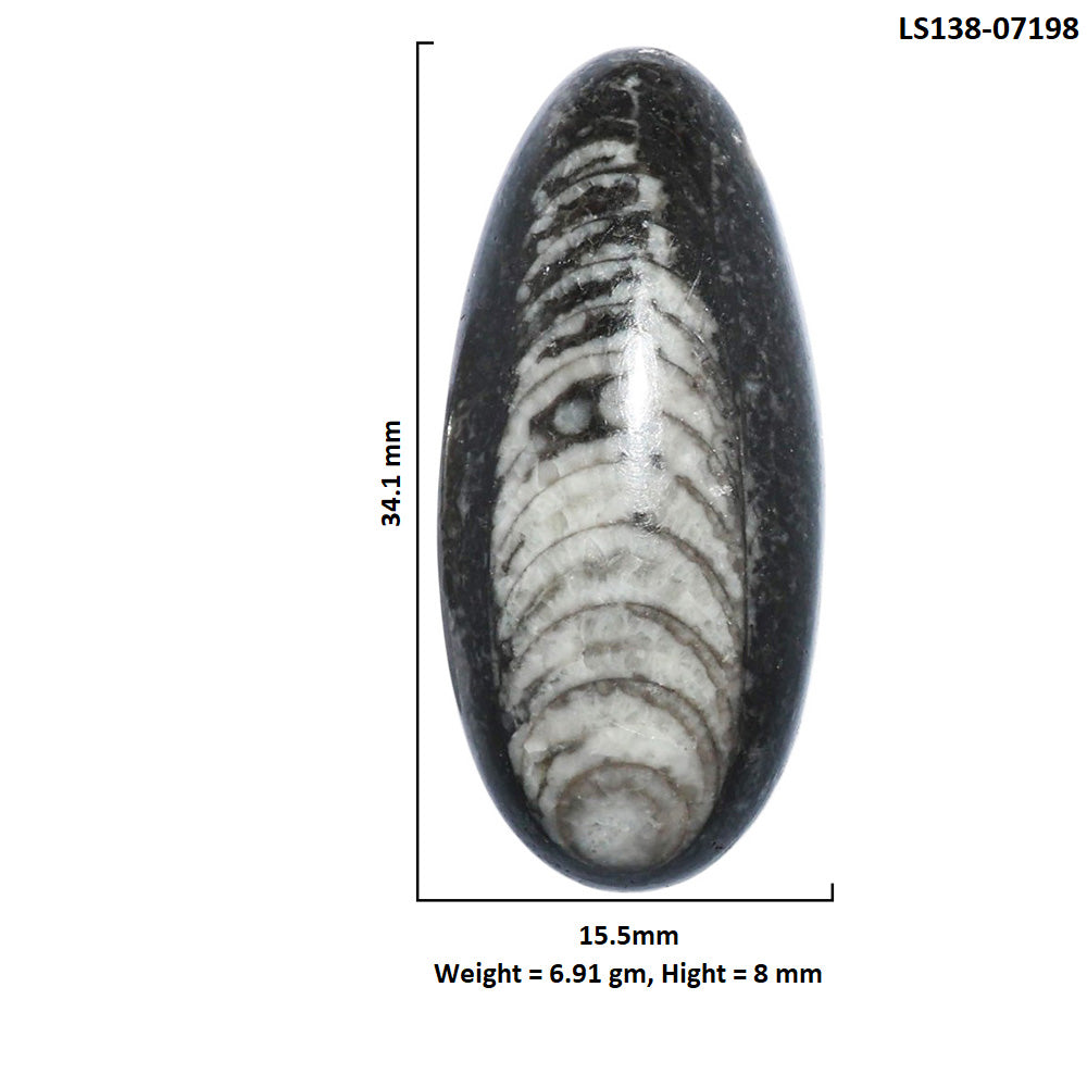 Fossil Orthoceras 15.5x34.1x8 mm Oval Shape Polished Gemstone LS138-07198