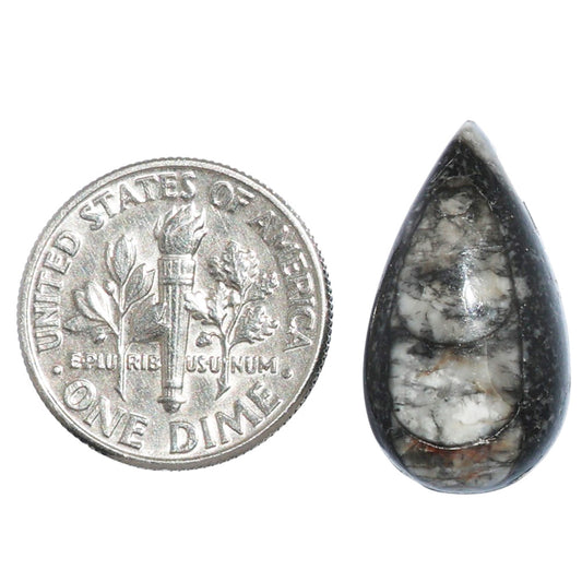 Fossil Orthoceras 11.7x21.3x6 mm Pear Shape Polished Gemstone LS138-07202