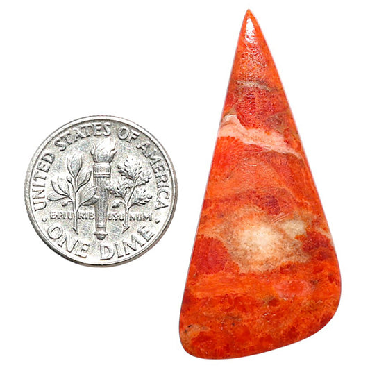Red Sponge Coral 18.2x41x2.7 mm Fancy Shape Polished Gemstone LS156-09114