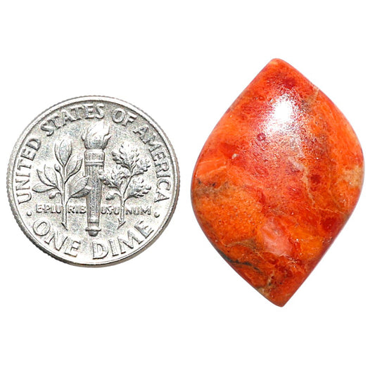 Red Sponge Coral 17x25.8x4 mm Fancy Shape Polished Gemstone LS156-09122