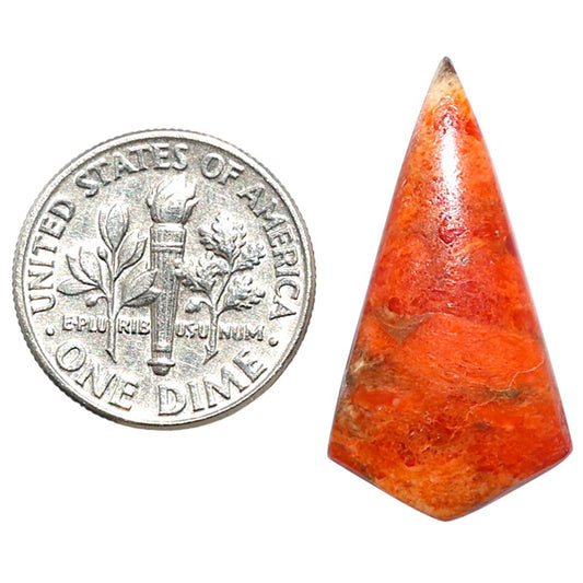 Red Sponge Coral 14.5x27.5x3.5 mm Fancy Shape Polished Gemstone LS156-09123