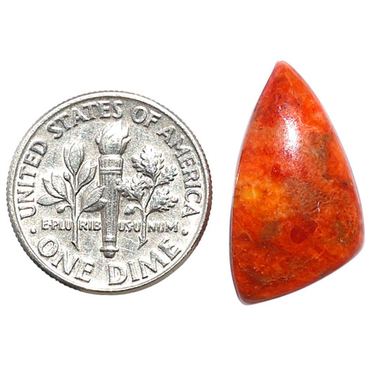 Red Sponge Coral 12x21.65x5 mm Fancy Shape Polished Gemstone LS156-09158