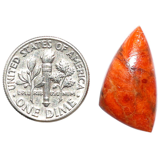 Red Sponge Coral 12.2x22.3x5 mm Fancy Shape Polished Gemstone LS156-09160