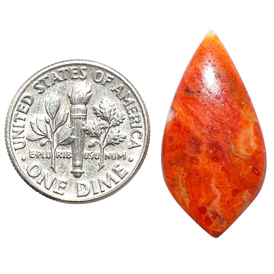 Red Sponge Coral 13x25.9x3.5 mm Fancy Shape Polished Gemstone LS156-09162