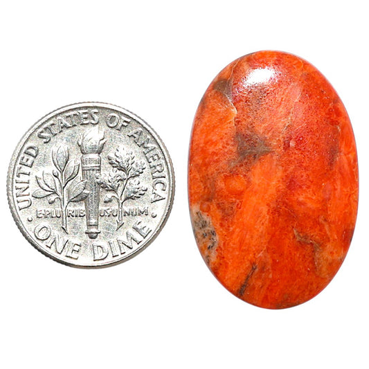 Red Sponge Coral 18.4x27.8x2.6 mm Oval Shape Polished Gemstone LS156-09164