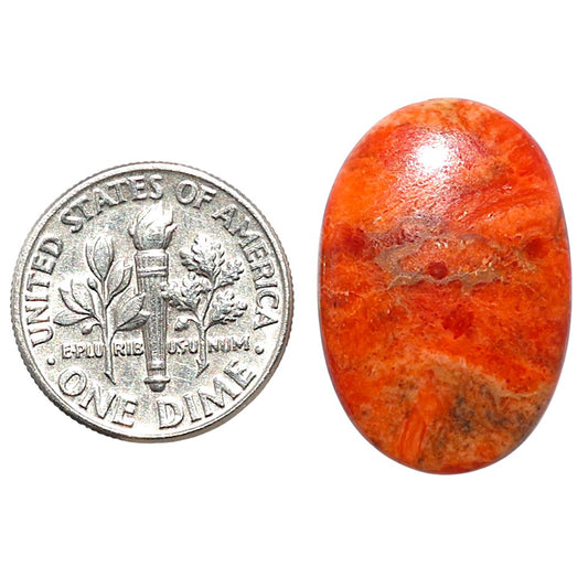Red Sponge Coral 16.2x24x3.5 mm Oval Shape Polished Gemstone LS156-09168