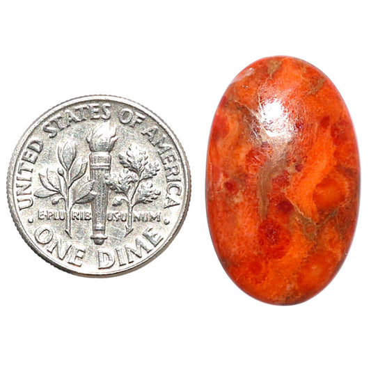 Red Sponge Coral 15.1x24.5x3.7 mm Oval Shape Polished Gemstone LS156-09169
