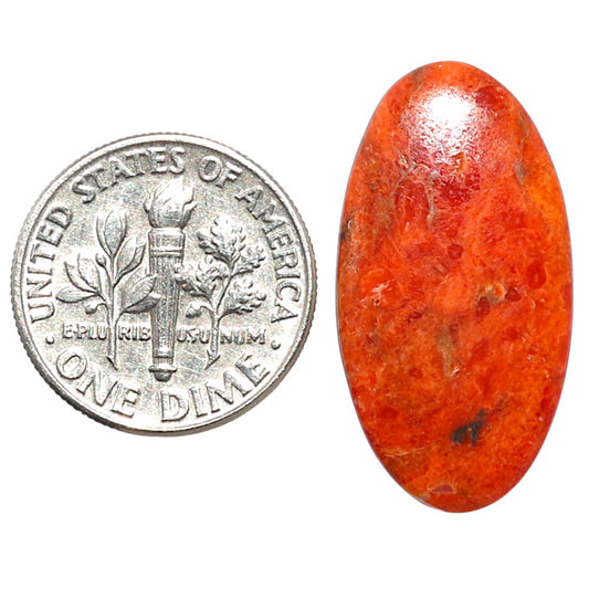 Red Sponge Coral 14x26.55x3 mm Oval Shape Polished Gemstone LS156-09170