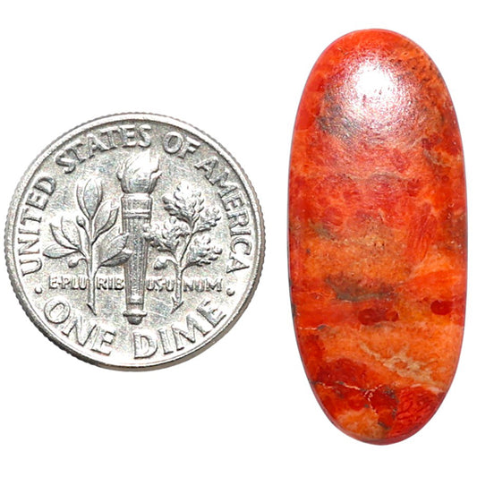 Red Sponge Coral 12.5x28.75x2.7 mm Oval Shape Polished Gemstone LS156-09171