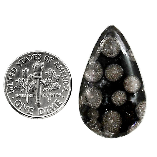 Black Flower Fossil Coral 18x29.65x5.5 mm Pear Shape Polished Gemstone LS82-05010