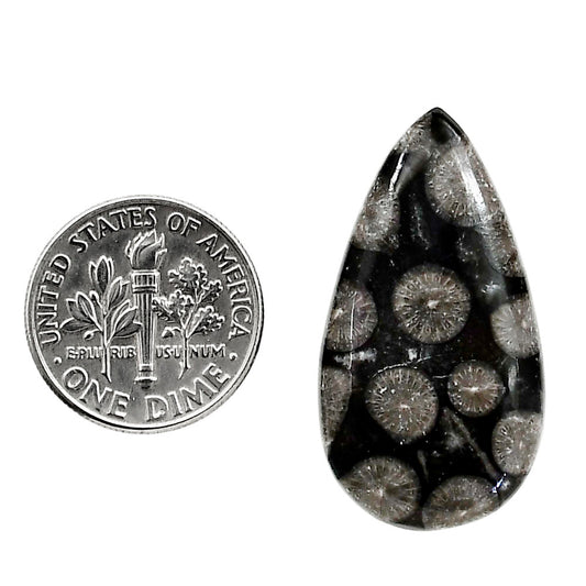 Black Flower Fossil Coral 17x31.7x5 mm Pear Shape Polished Gemstone LS82-05011