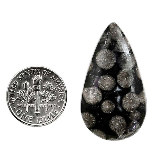 Black Flower Fossil Coral 19.7x34.85x6 mm Pear Shape Polished Gemstone LS82-05018