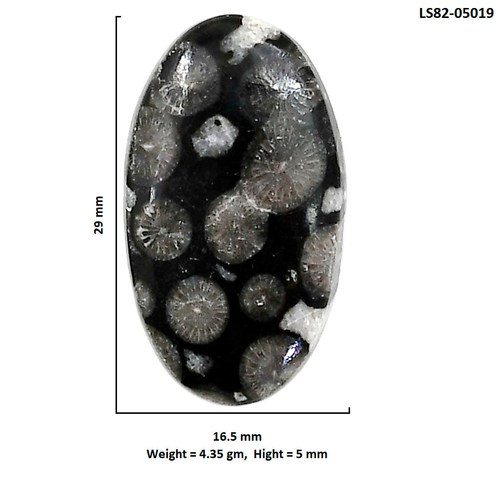 Black Flower Fossil Coral 16.5x29x5 mm Oval Shape Polished Gemstone LS82-05019