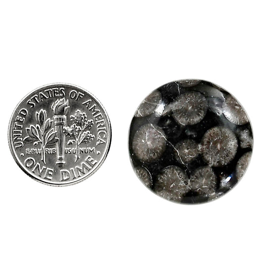 Black Flower Fossil Coral 21.8x21.8x6 mm Round Shape Polished Gemstone LS82-05020