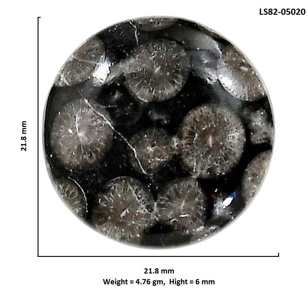 Black Flower Fossil Coral 21.8x21.8x6 mm Round Shape Polished Gemstone LS82-05020