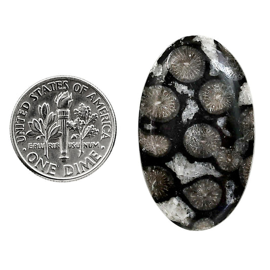 Black Flower Fossil Coral 19.7x32.7x4.5 mm Oval Shape Polished Gemstone LS82-05024