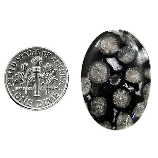 Black Flower Fossil Coral 19.7x28x4.8 mm Oval Shape Polished Gemstone LS82-05025