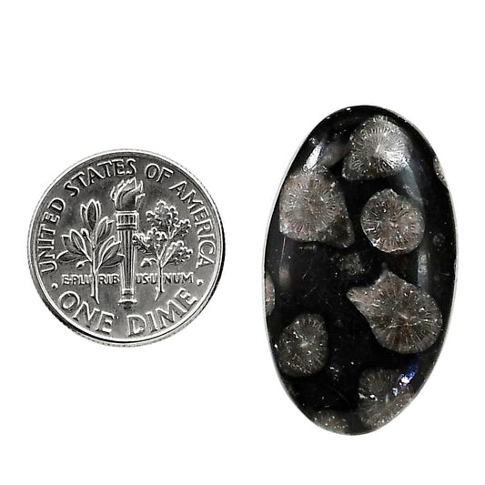 Black Flower Fossil Coral 17.8x29.85x5 mm Oval Shape Polished Gemstone LS82-05026