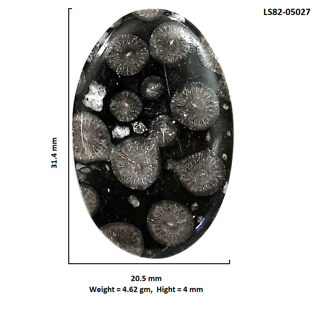 Black Flower Fossil Coral 20.5x31.4x4 mm Oval Shape Polished Gemstone LS82-05027