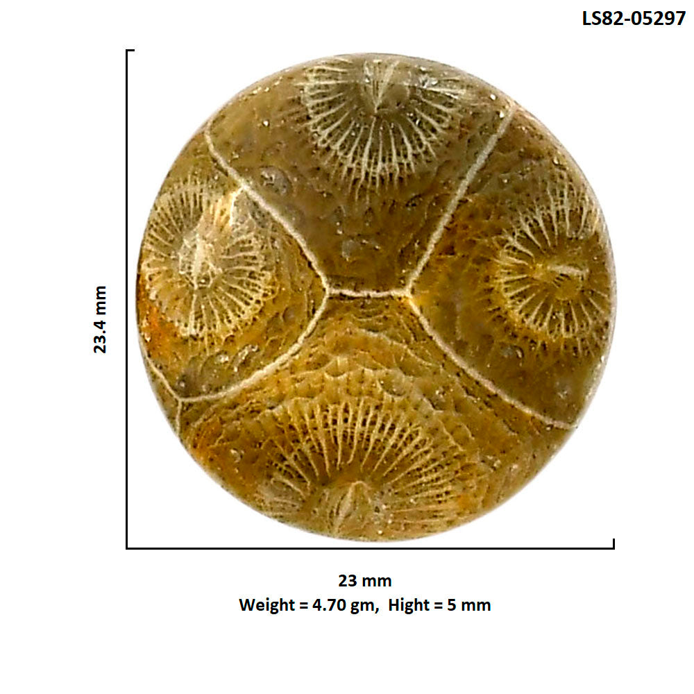 Flower Fossil Coral 23x23.4x5 mm Round Shape Polished Gemstone LS82-05297
