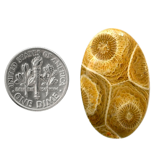 Flower Fossil Coral 19.4x30.6x4.2 mm Oval Shape Polished Gemstone LS82-05298