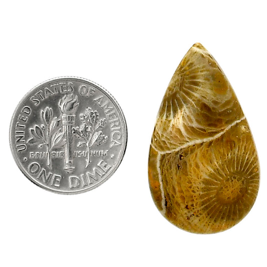 Flower Fossil Coral 17x28.9x5.3 mm Pear Shape Polished Gemstone LS82-05301