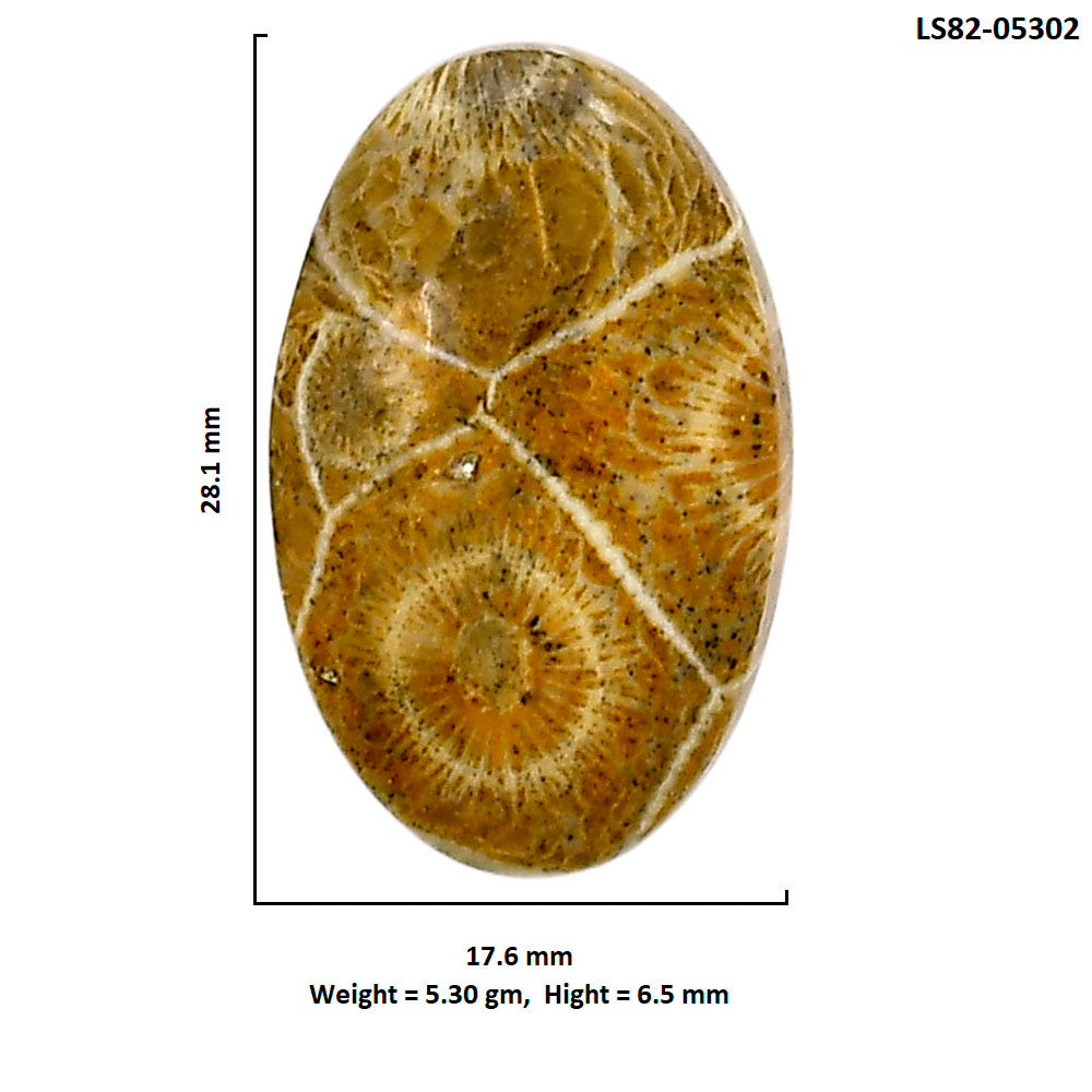 Flower Fossil Coral 17.6x28.1x6.5 mm Oval Shape Polished Gemstone LS82-05302