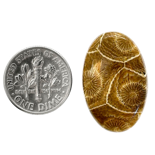 Flower Fossil Coral 17.1x26.3x5 mm Oval Shape Polished Gemstone LS82-05303