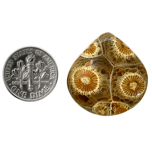 Flower Fossil Coral 26.1x26.8x6 mm Heart Shape Polished Gemstone LS82-05306