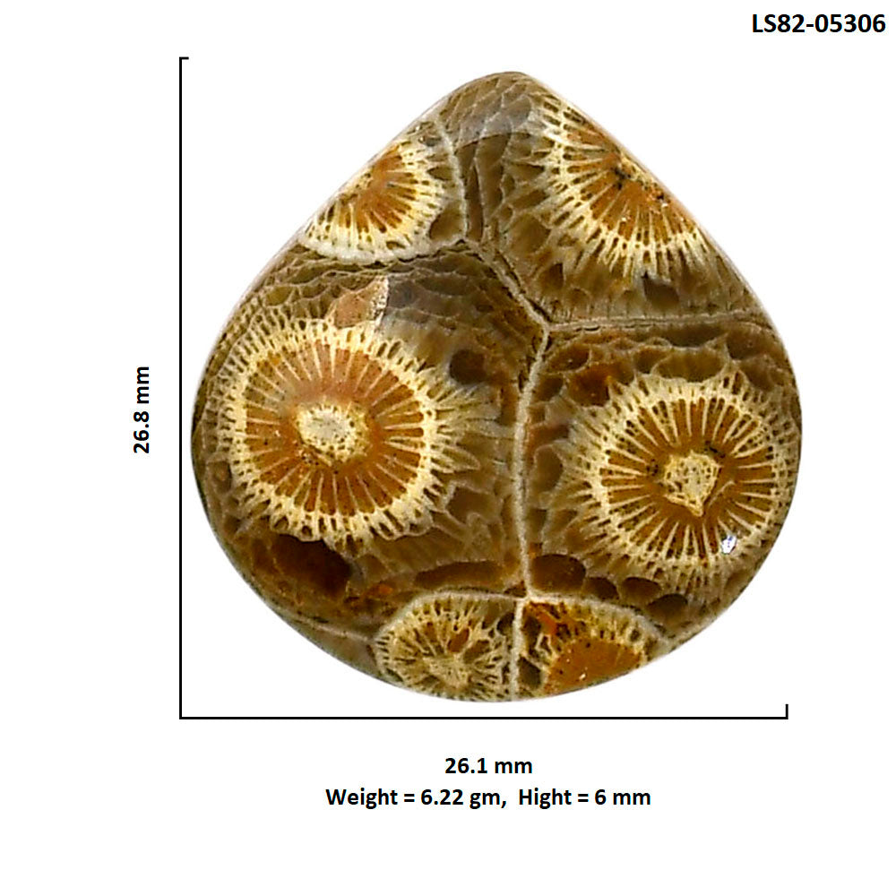 Flower Fossil Coral 26.1x26.8x6 mm Heart Shape Polished Gemstone LS82-05306