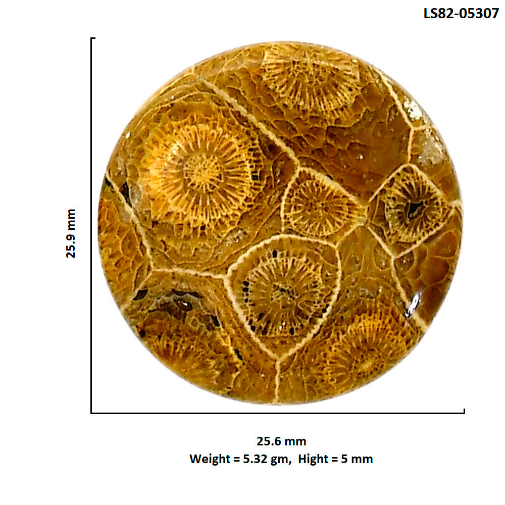 Flower Fossil Coral 25.6x25.9x5 mm Round Shape Polished Gemstone LS82-05307