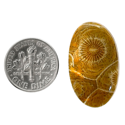 Flower Fossil Coral 16.6x28x5.7 mm Oval Shape Polished Gemstone LS82-05308