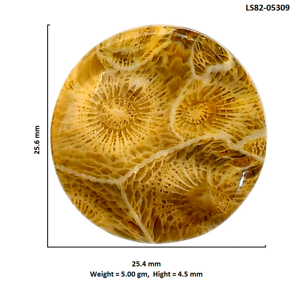 Flower Fossil Coral 25.4x25.6x4.5 mm Round Shape Polished Gemstone LS82-05309