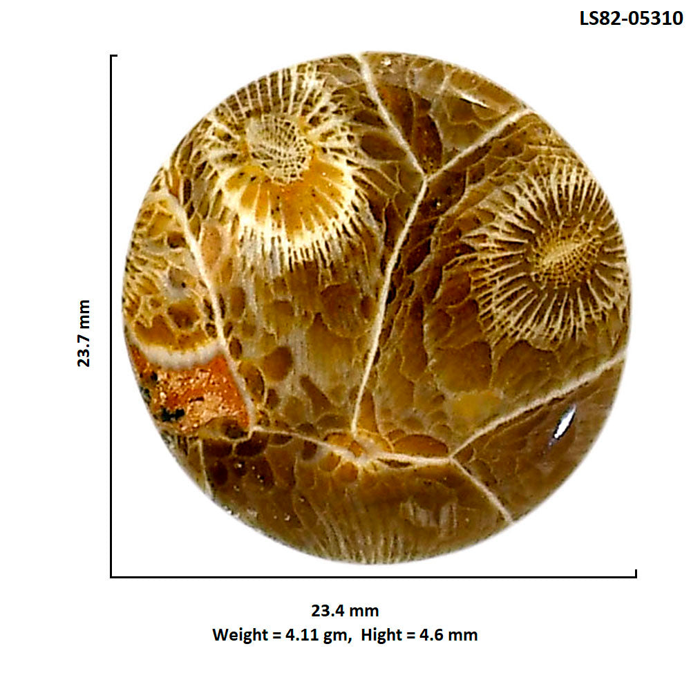 Flower Fossil Coral 23.4x23.7x4.6 mm Round Shape Polished Gemstone LS82-05310
