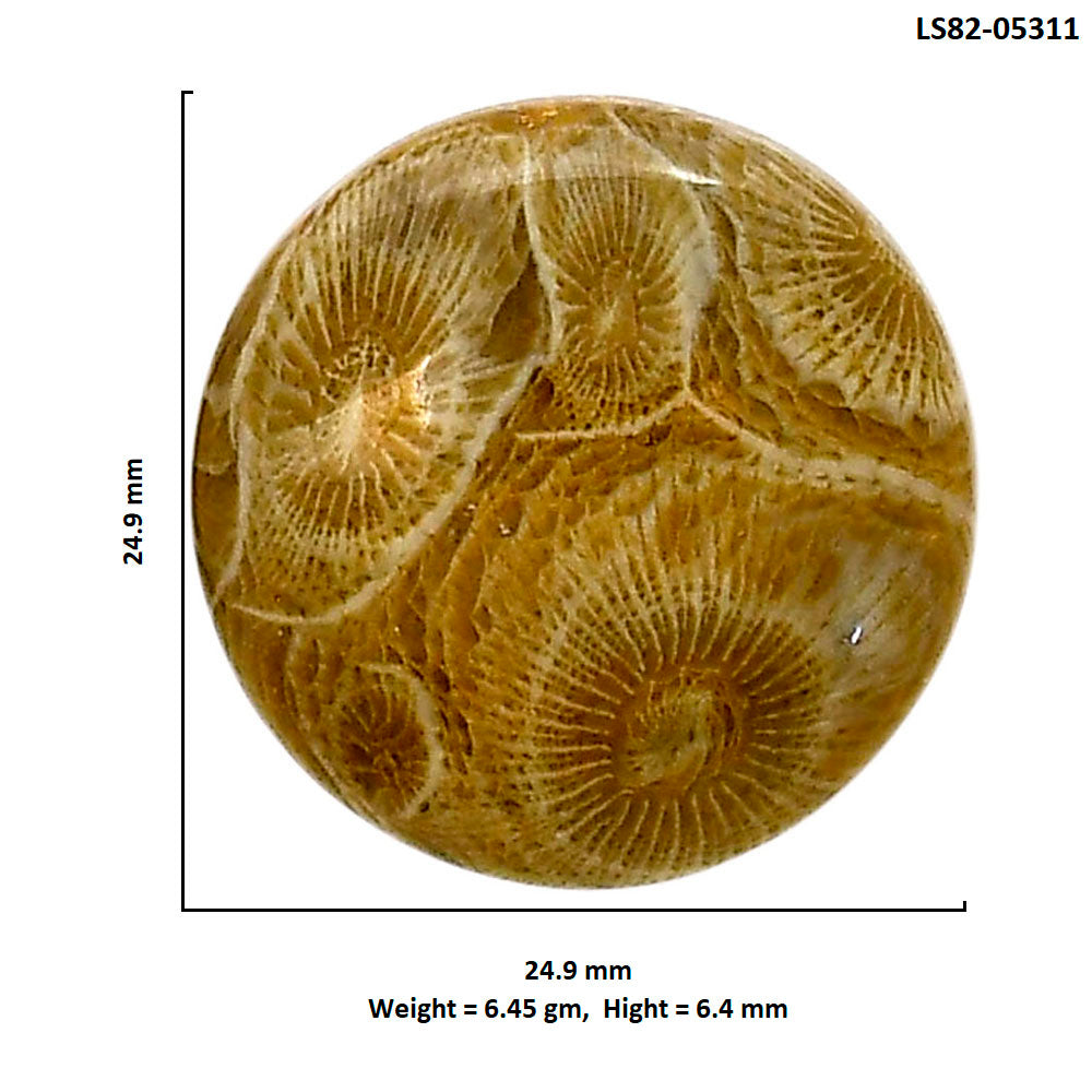 Flower Fossil Coral 24.9x24.9x6.4 mm Round Shape Polished Gemstone LS82-05311