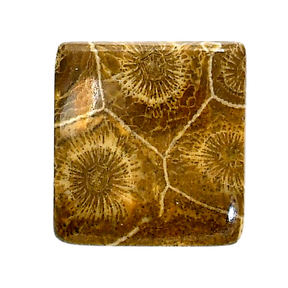 Flower Fossil Coral 19.9x21x5 mm Baguette Shape Polished Gemstone LS82-05313