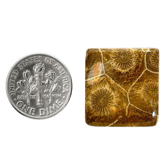 Flower Fossil Coral 19.9x21x5 mm Baguette Shape Polished Gemstone LS82-05313