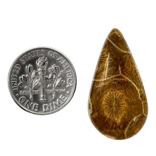Flower Fossil Coral 15.8x29.2x5 mm Pear Shape Polished Gemstone LS82-05315