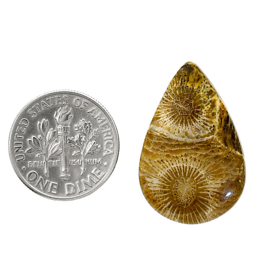 Flower Fossil Coral 17.2x26.1x4.5 mm Pear Shape Polished Gemstone LS82-05316