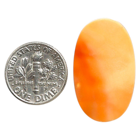Natural Natural Spiny Oyster Shell 17.4x29x2.7 mm Oval Shape Polished Gemstone LS99-010010